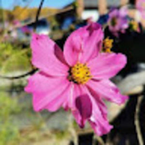 Meet your Posher, Emerson